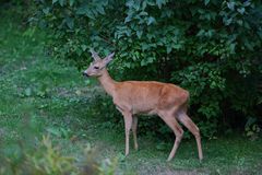 In Nachbars Garten...