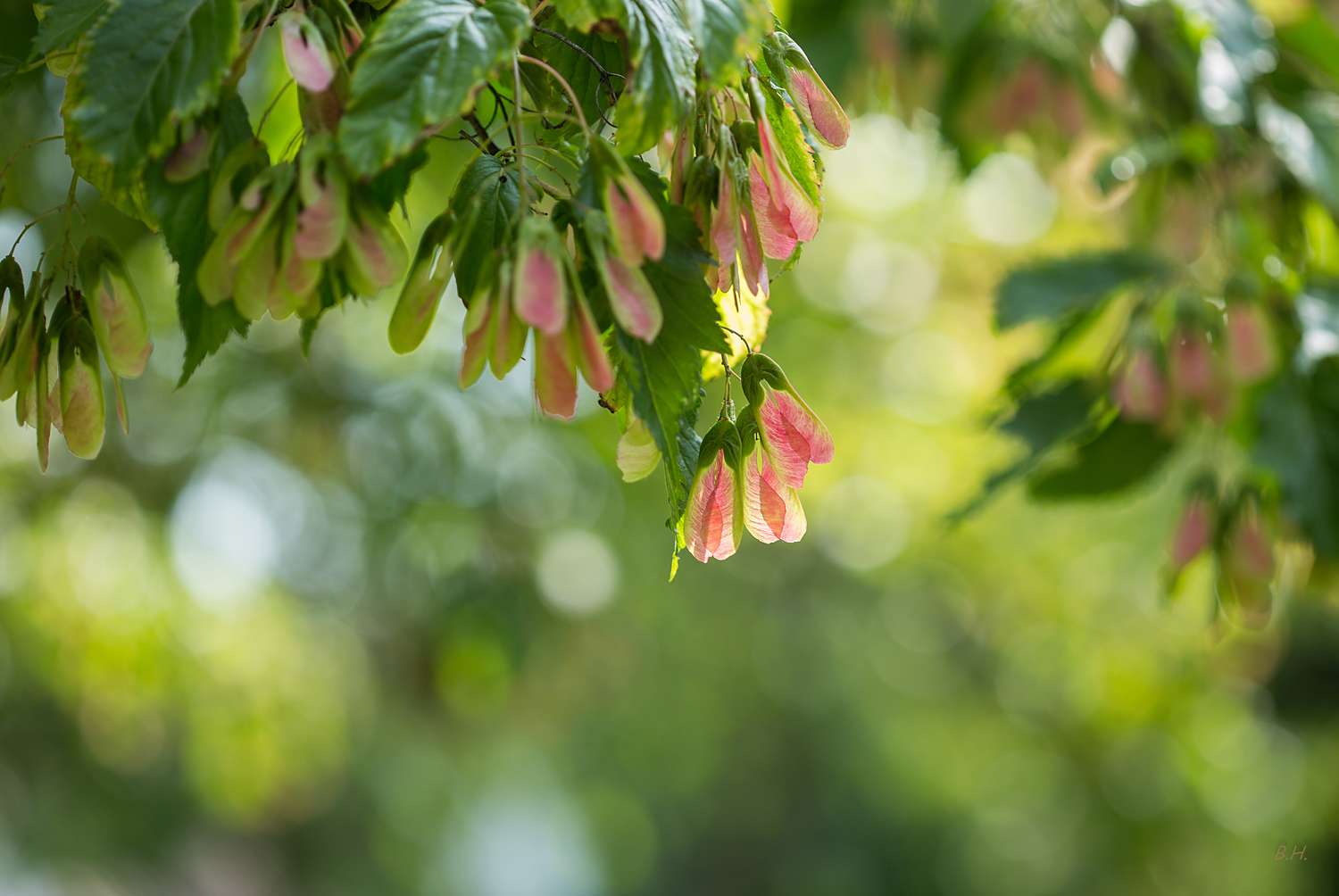 in Nachbars Garten