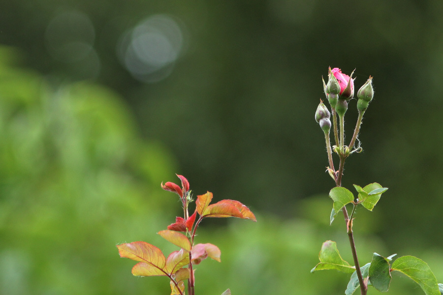 ... in Nachbars Garten.