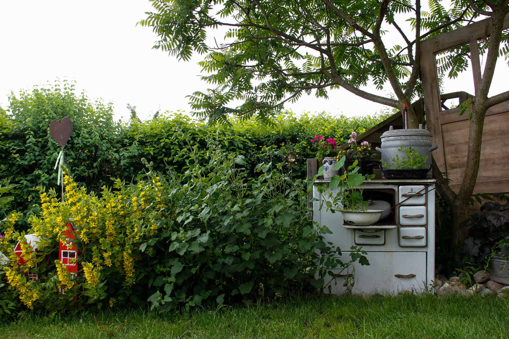 In Nachbars Garten Foto & Bild alt, natur, pflanzen