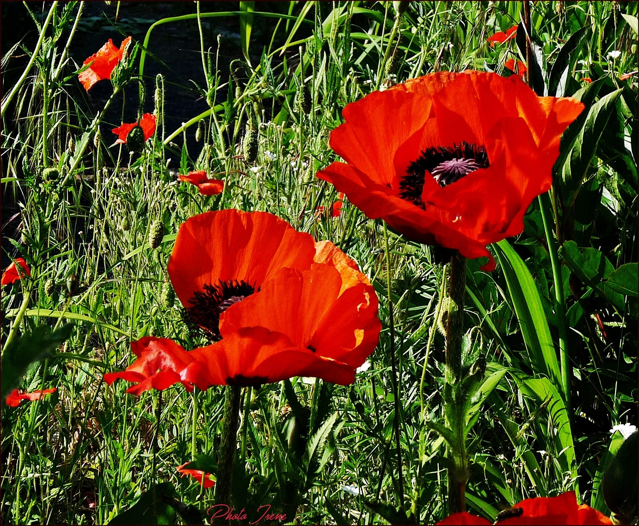 In Nachbars-Garten