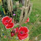 In Nachbars Garten 