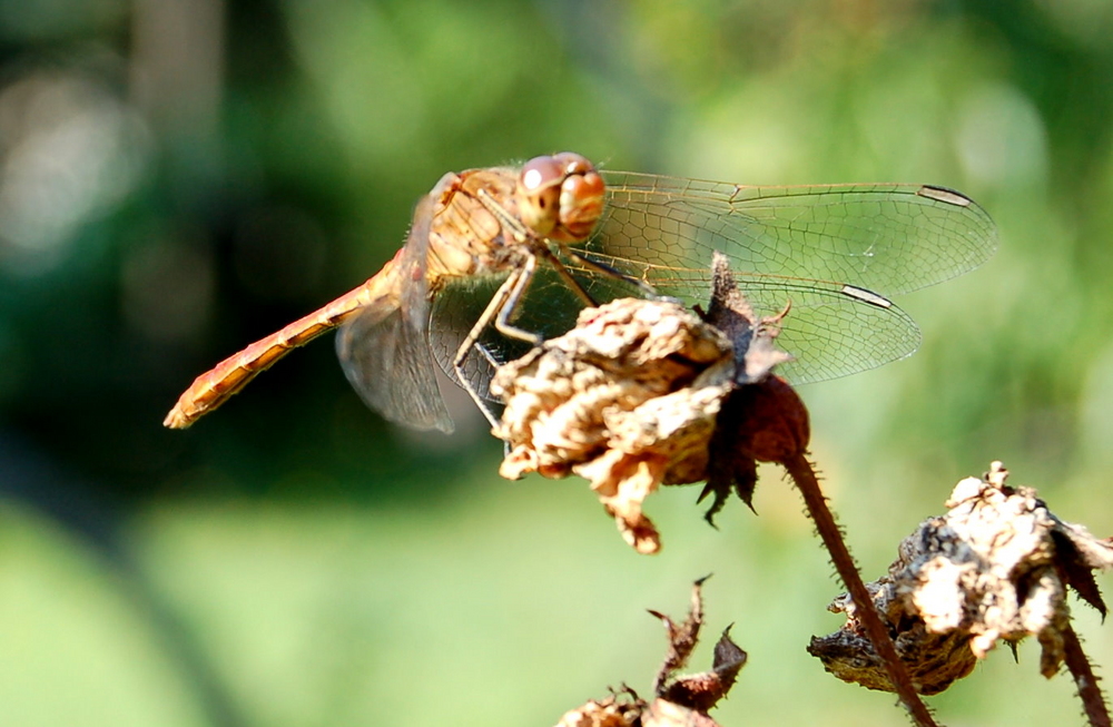 In Nachbars Garten