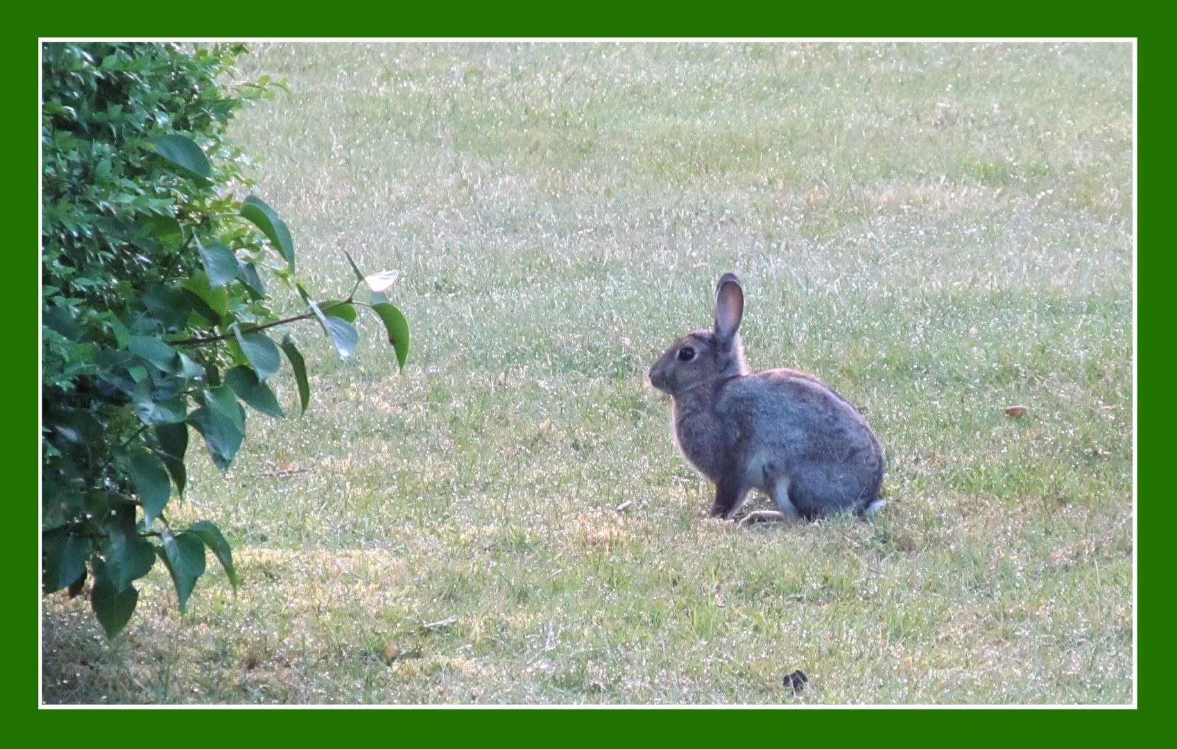 in Nachbars Garten .........