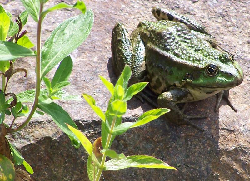 ..in Nachbars Garten