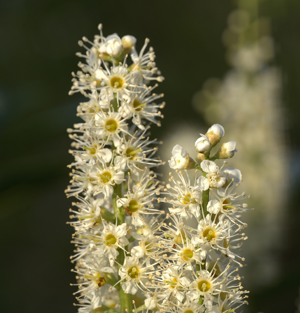 In Nachbars Garten