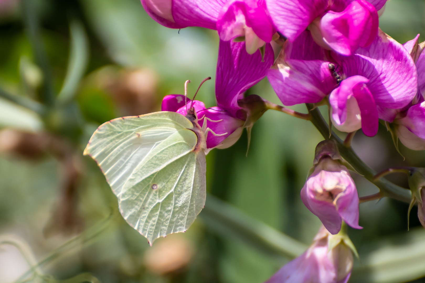 In Nachbars Garten