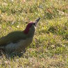 in Nachbars Garten 