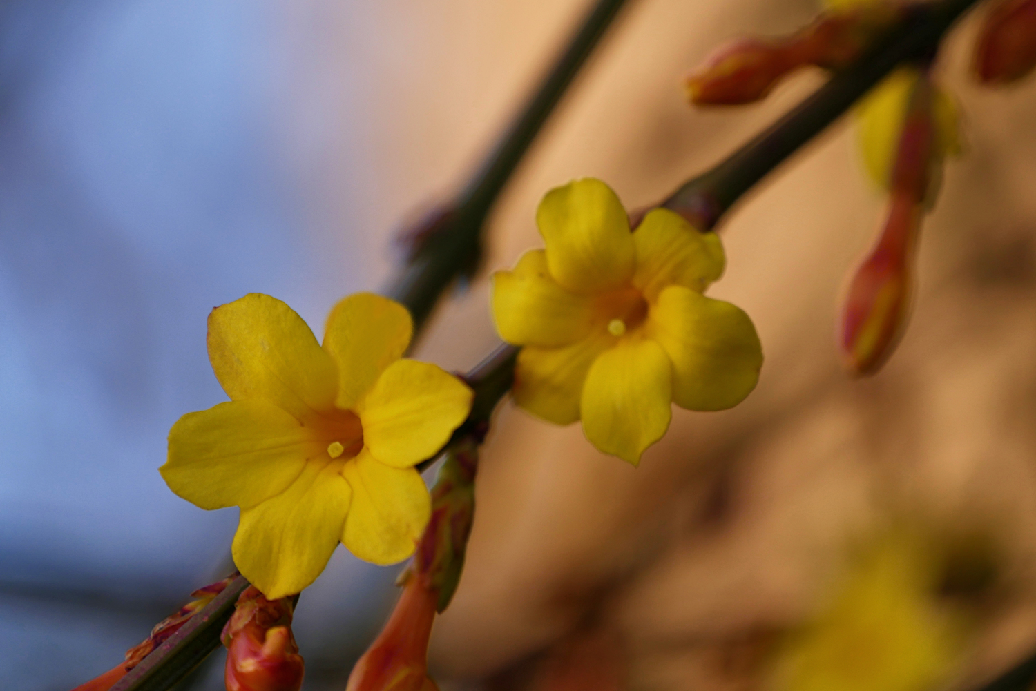 in Nachbars -Garten..