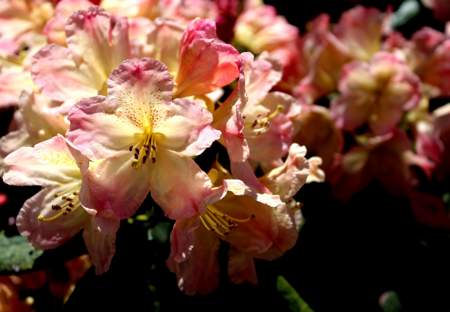 in Nachbars Garten.. Foto & Bild outdoor, natur