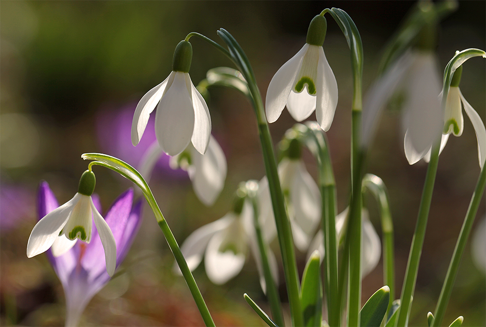 ...in Nachbars Garten...