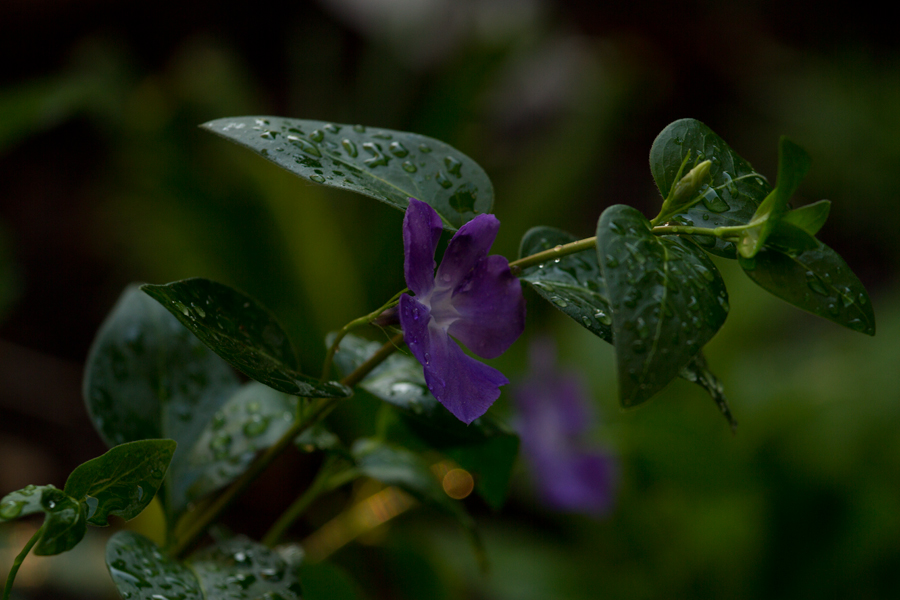 in Nachbars Garten