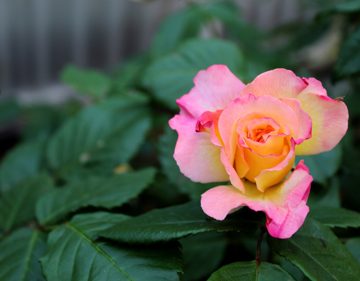 in Nachbars Garten Foto & Bild natur, blume, blumen