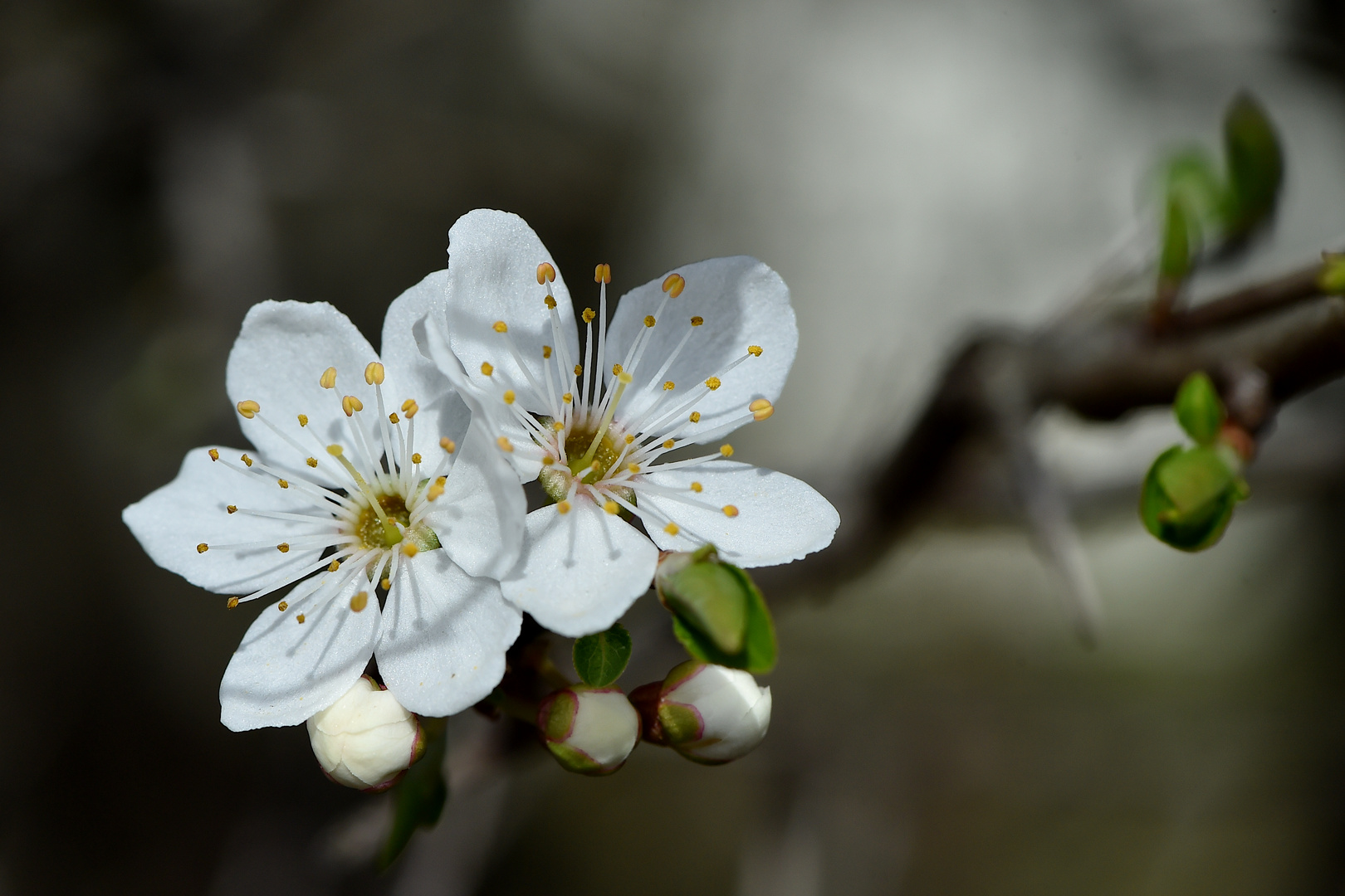 In Nachbars Garten