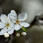 In Nachbars Garten