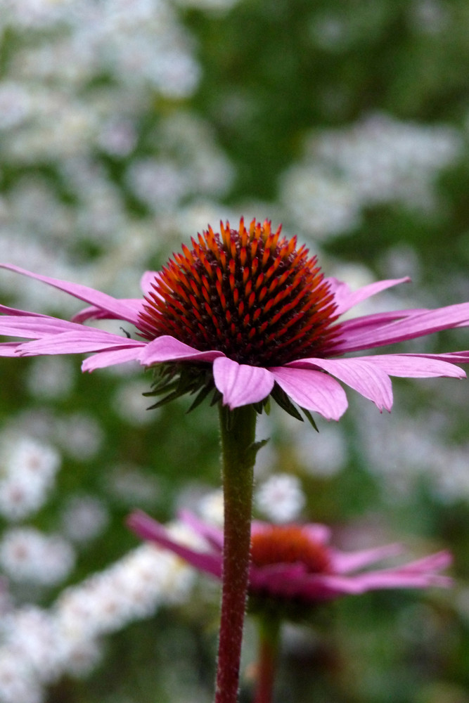 in nachbars garten