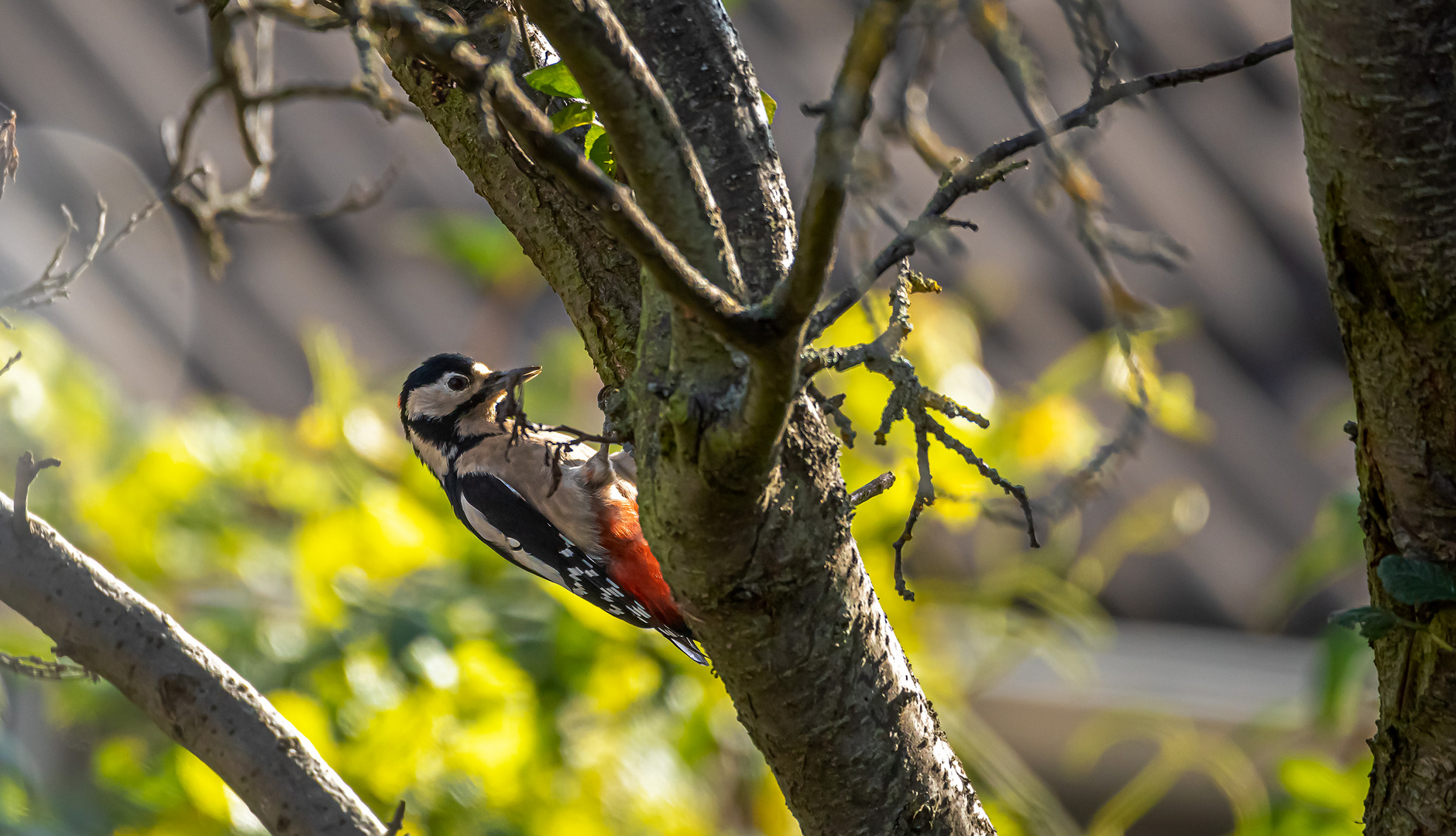 in Nachbars Garten