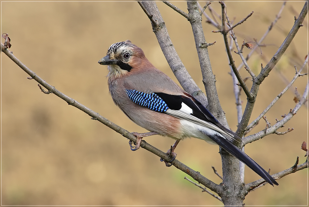 In Nachbar`s Garten...