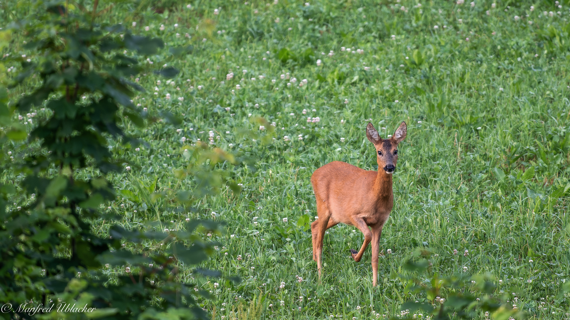 In Nachbars Garten ...