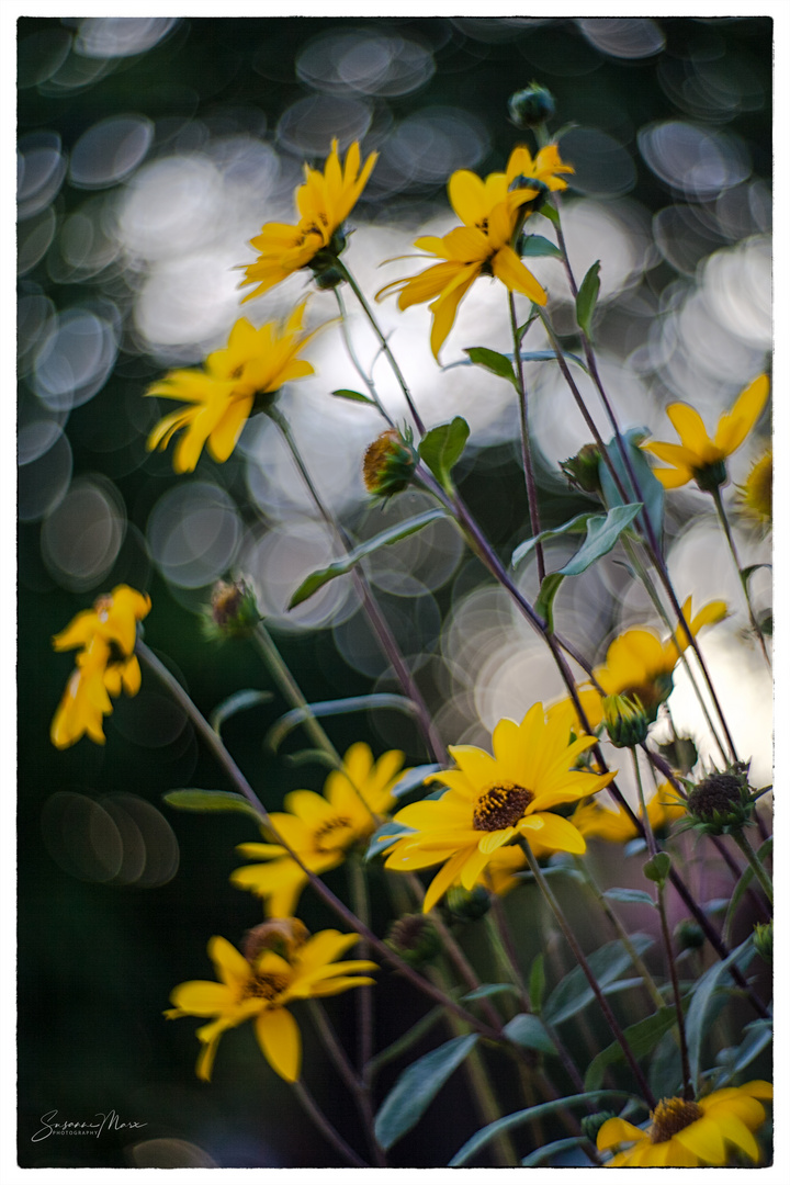 …in Nachbars Garten Foto & Bild pflanzen, pilze