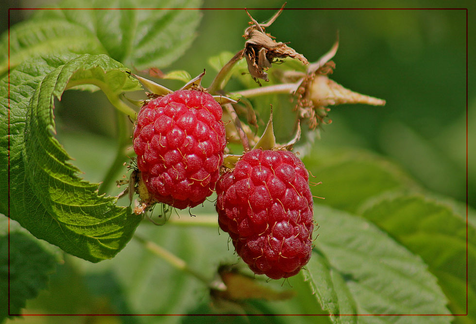 in Nachbar´s Garten...