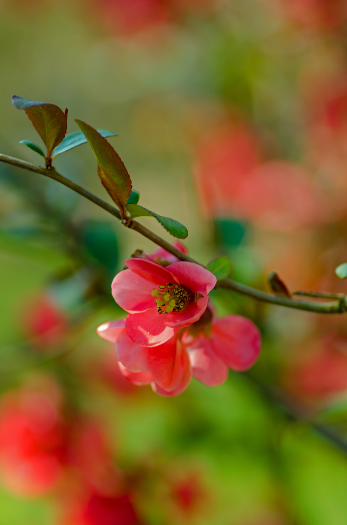 In Nachbars Garten.