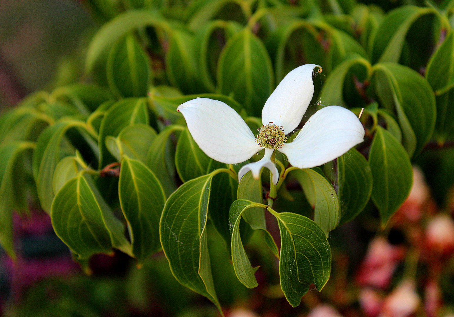 in Nachbars Garten Foto & Bild outdoor, natur