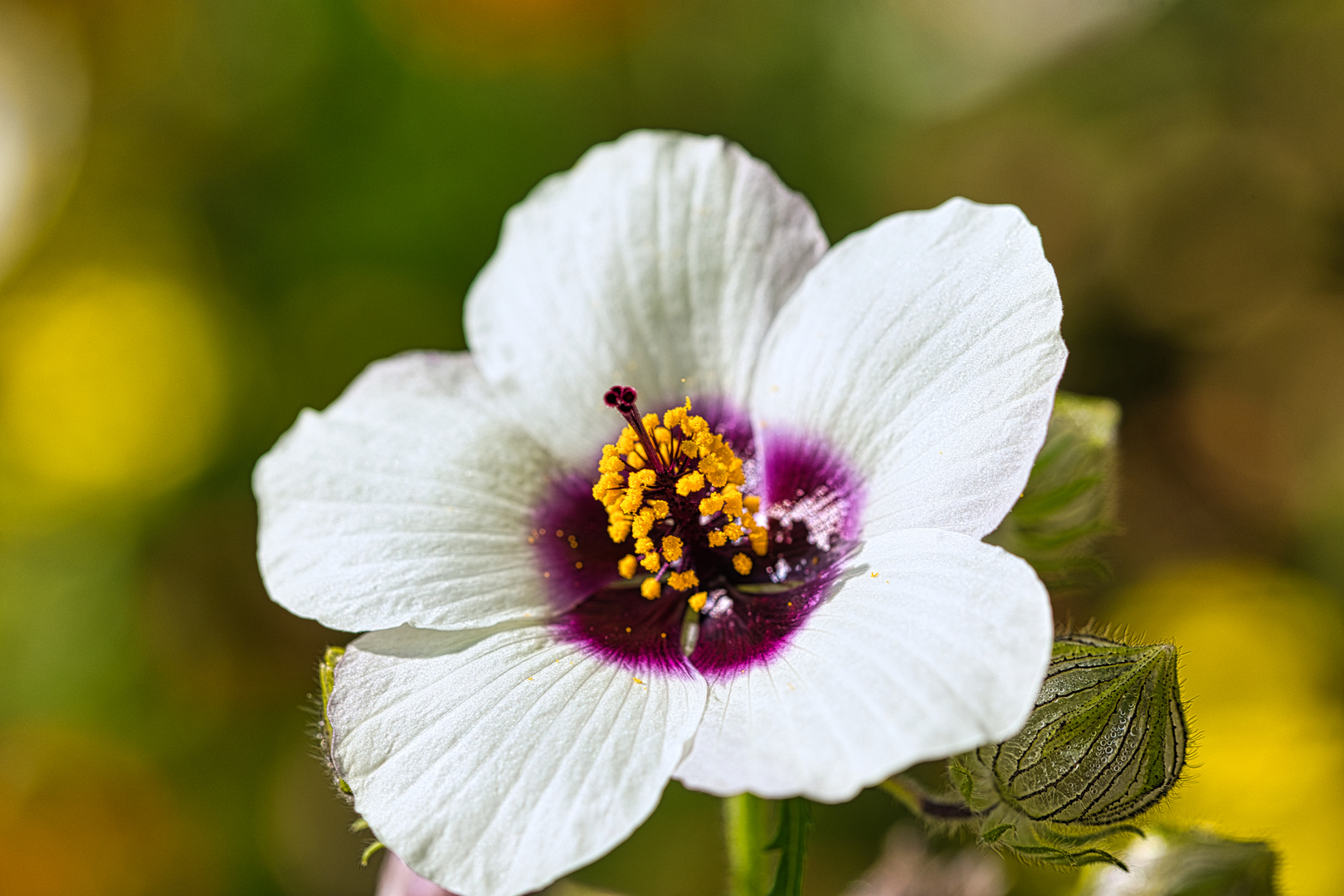 In Nachbars Garten