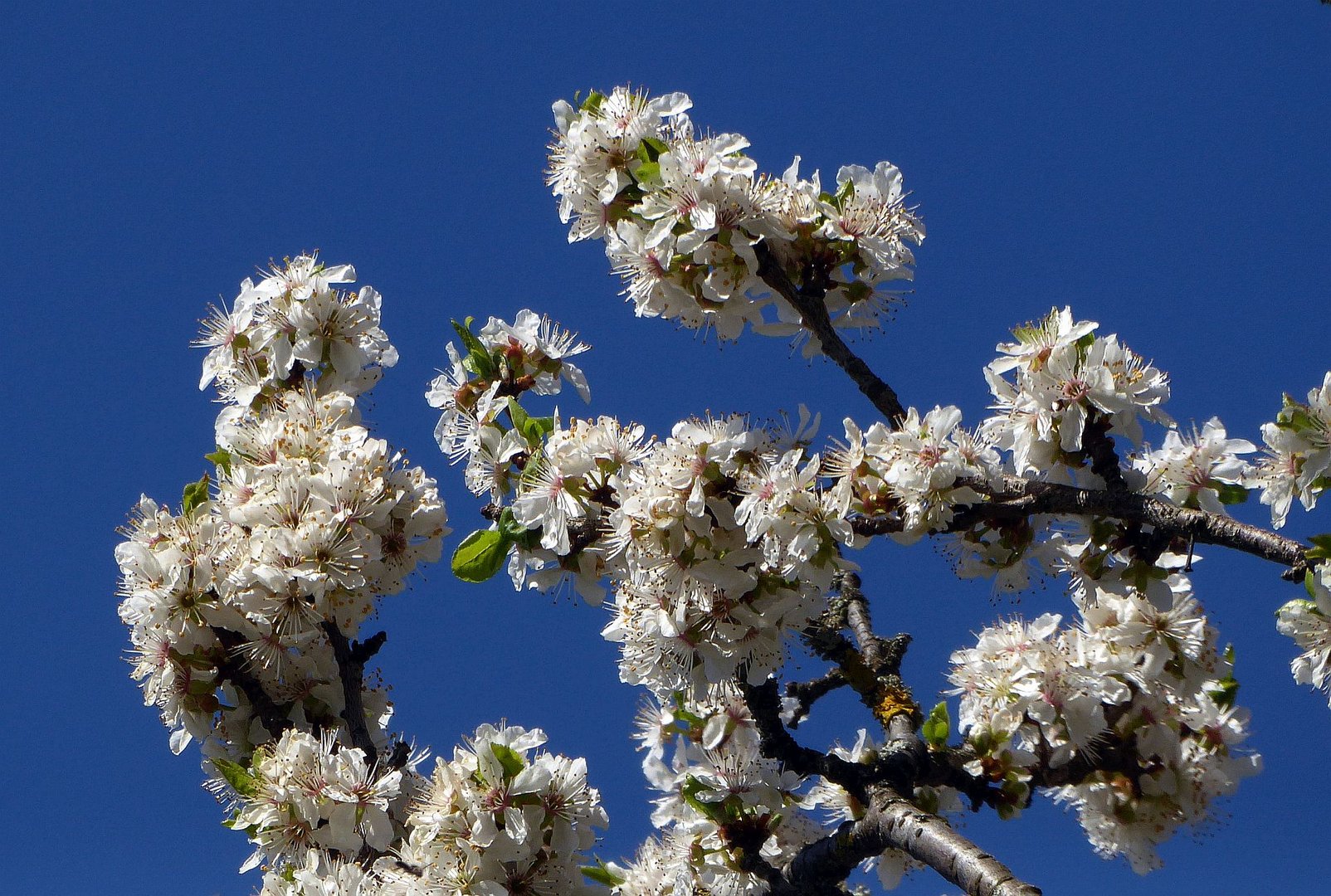 In Nachbars Garten geblickt Foto & Bild frühling, blüten