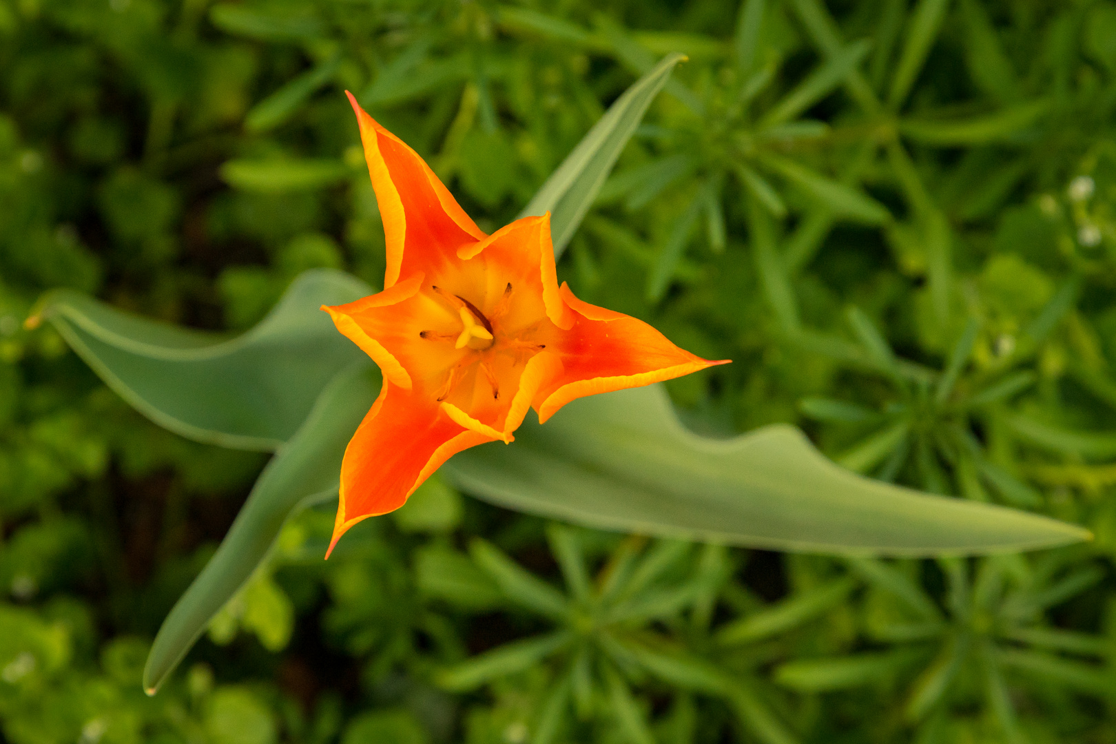 in Nachbars Garten geschaut