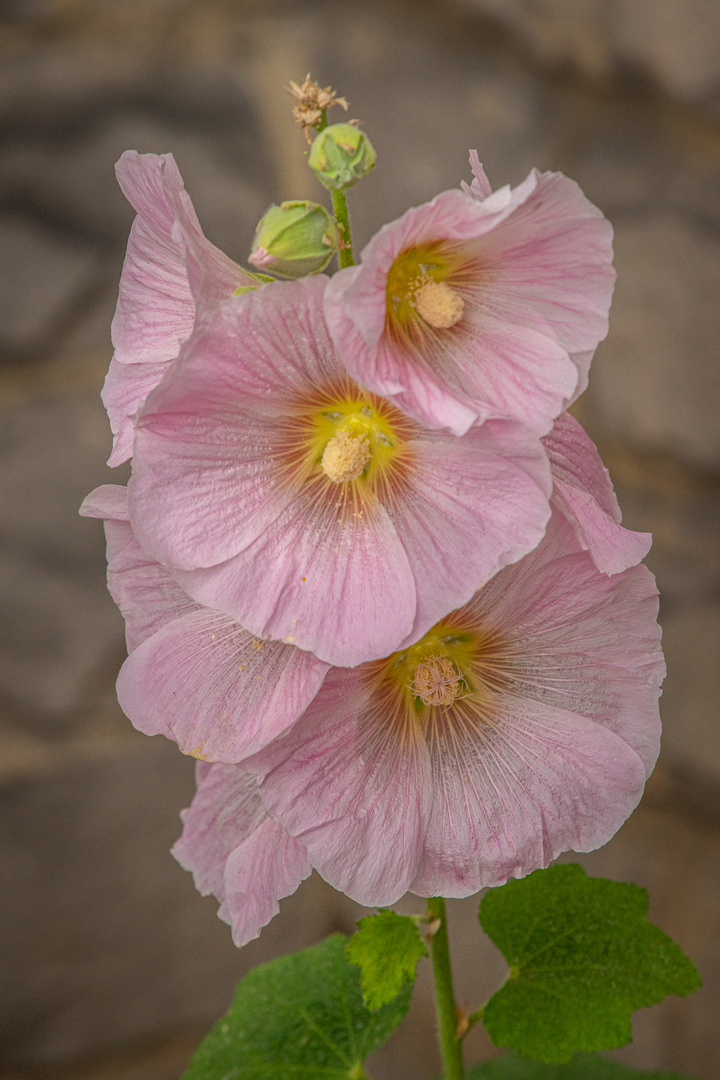 in Nachbars Garten I