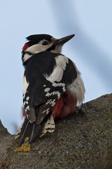 In Nachbars Garten saß dieser hübsche Buntspecht