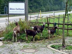 In Nachbars Garten schmeckt es fein