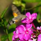 In Nachbar´s Garten schwirrte es... ein Taubenschwänzchen - Macroglossum stellatarum