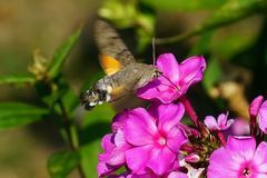 In Nachbar´s Garten schwirrte es... ein Taubenschwänzchen - Macroglossum stellatarum