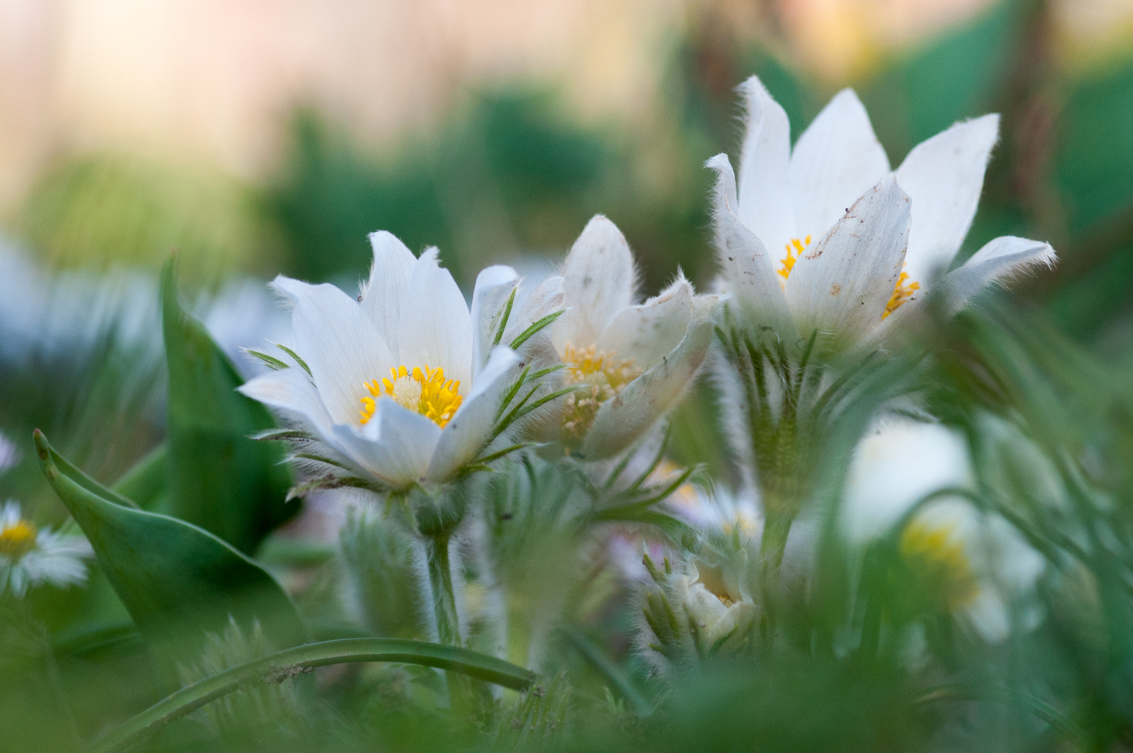 In Nachbars Garten stehen immer die schönsten Blümchen