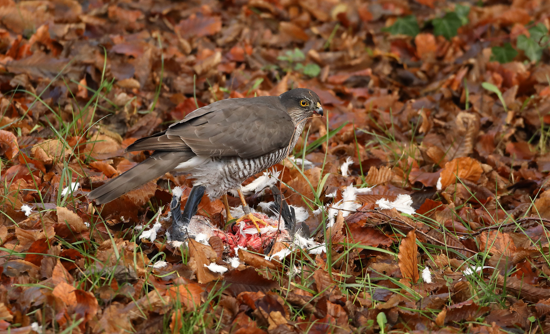 ..in Nachbars Garten tut sich was ...