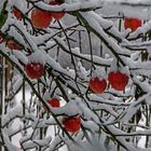 In Nachbars Garten vergessen zu ernten......