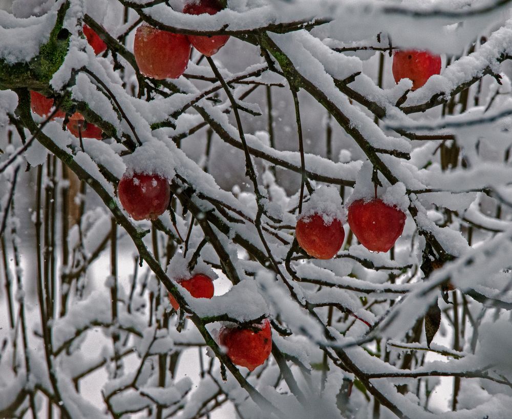 In Nachbars Garten vergessen zu ernten......