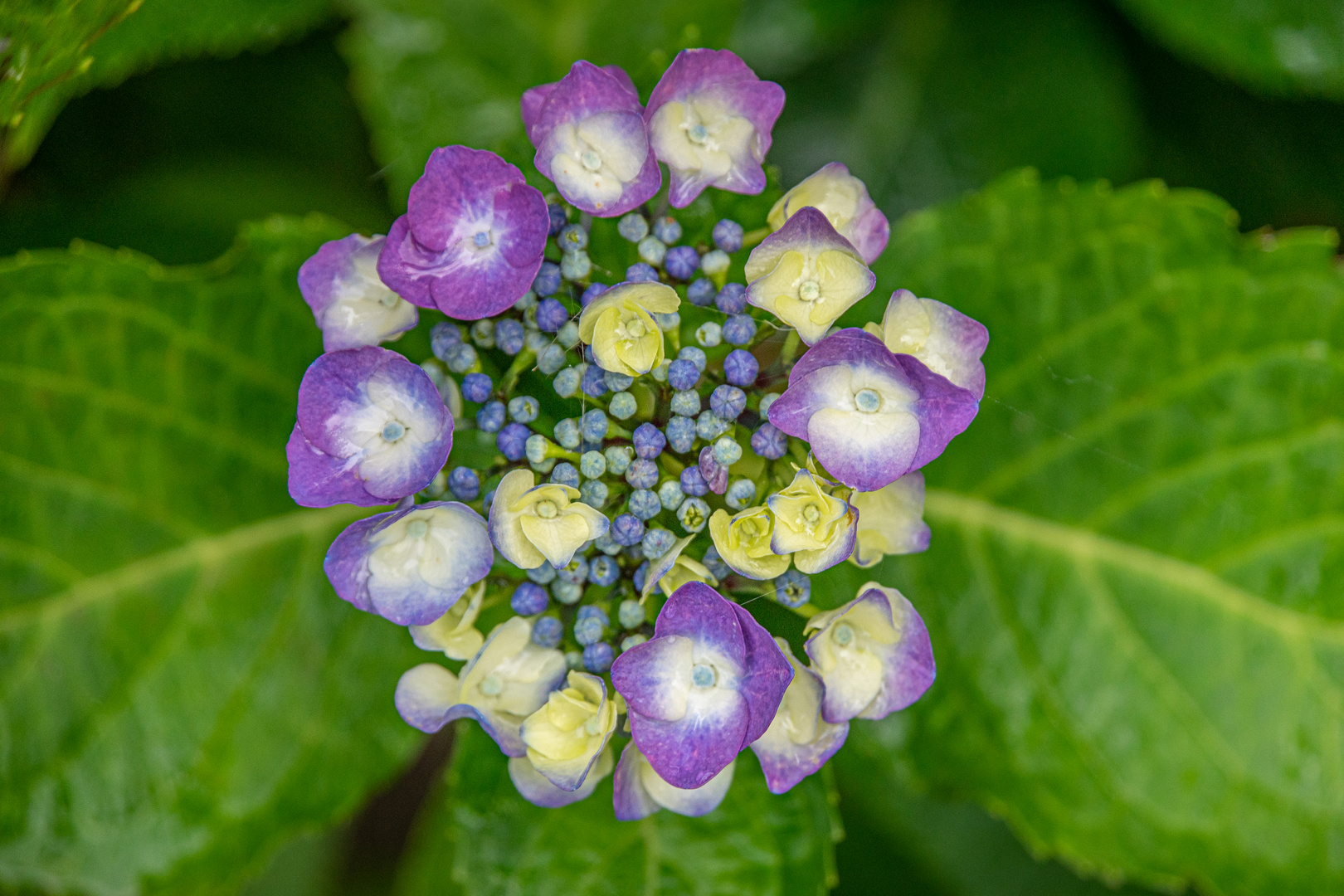 in Nachbars Garten VII Foto & Bild pflanzen, pilze