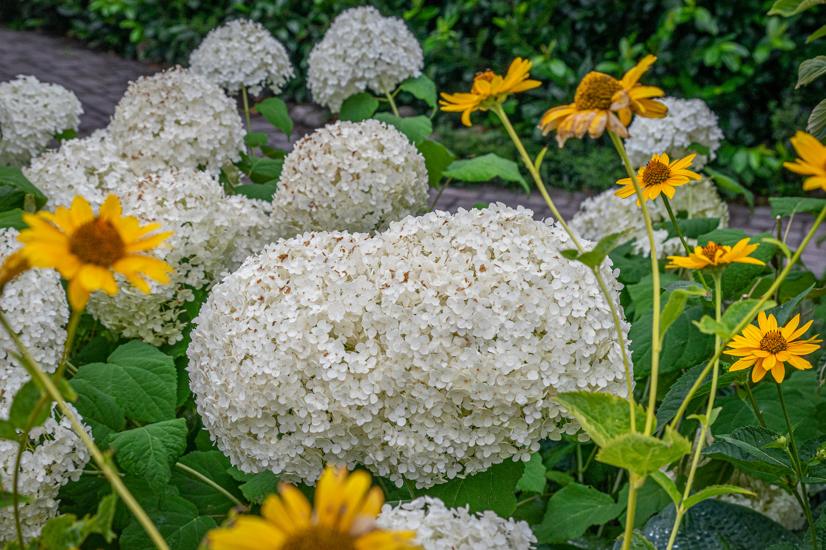 in Nachbars Garten VIII Foto & Bild weiß, natur