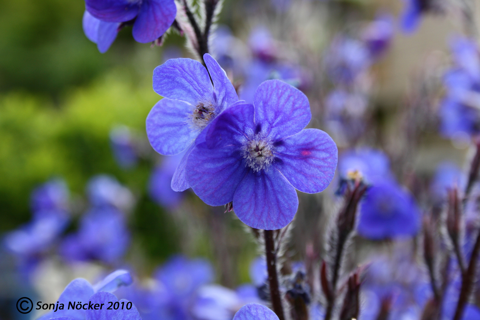 In Nachbars Garten2