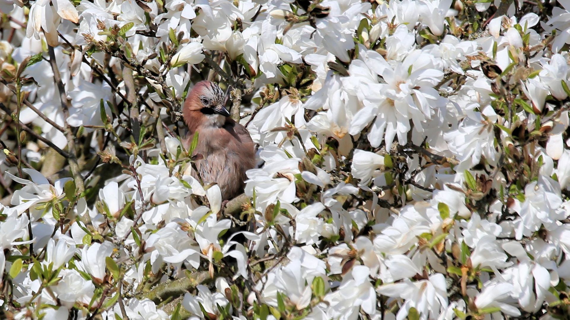 In Nachbars Tulpenbaum,..