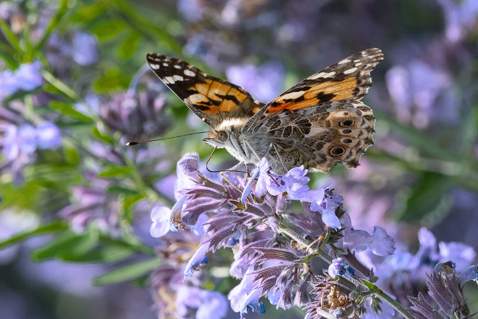 In Nachbarsgarten