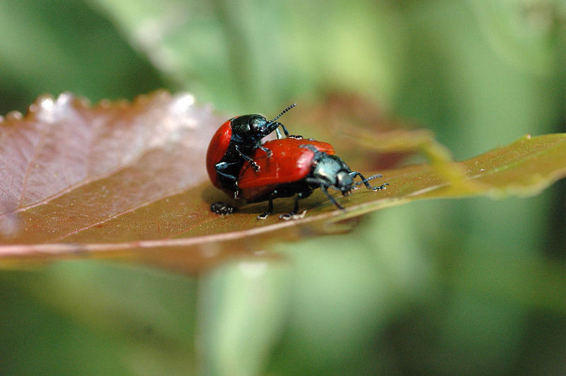 in natura