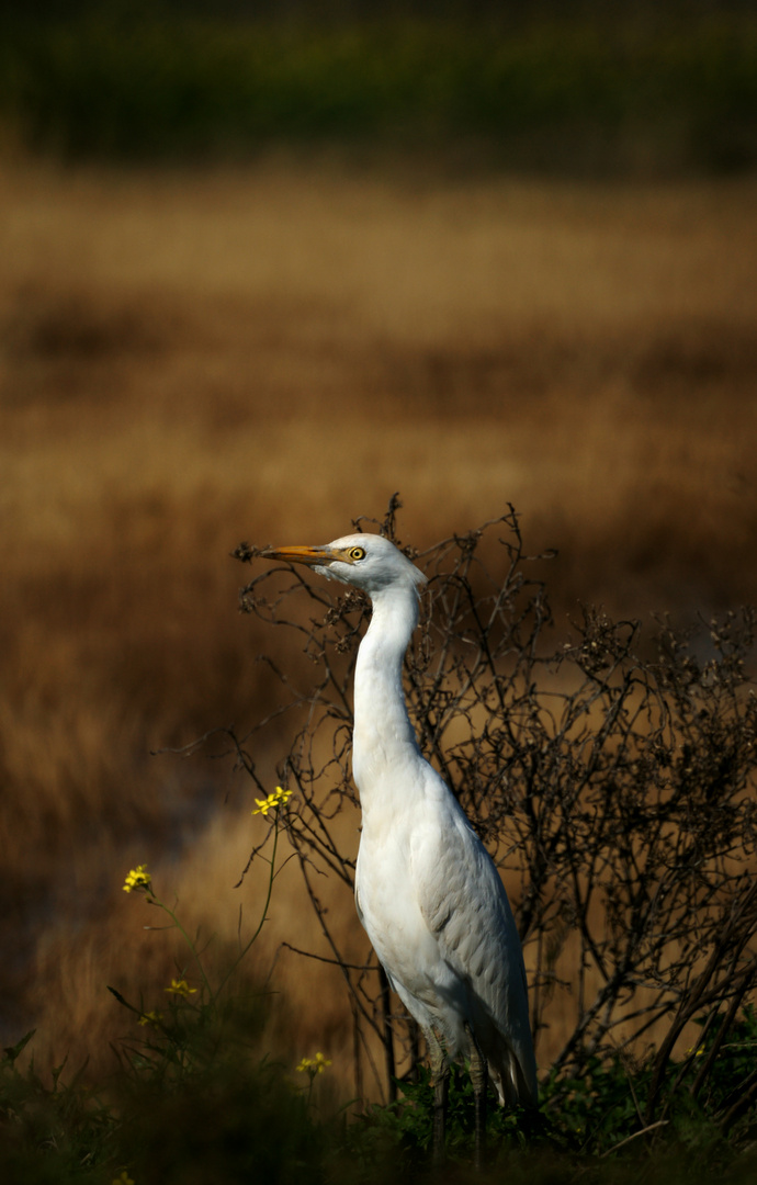 In Nature