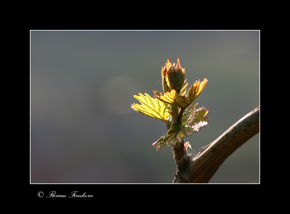 In neuem Licht