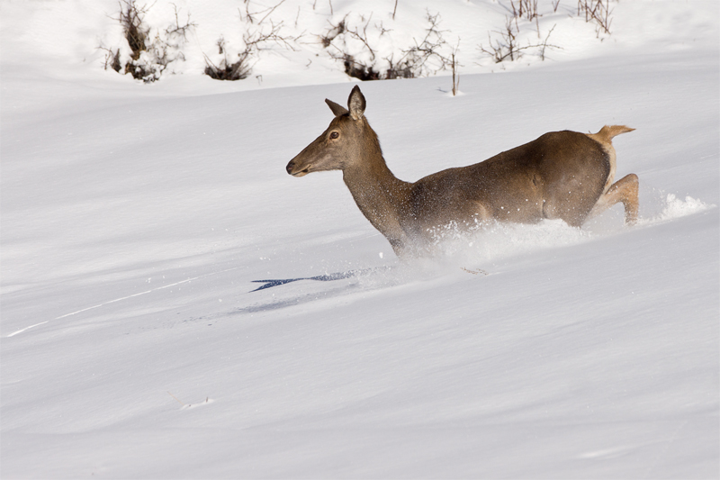 In neve fresca