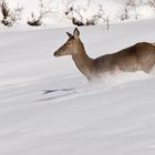 In neve fresca