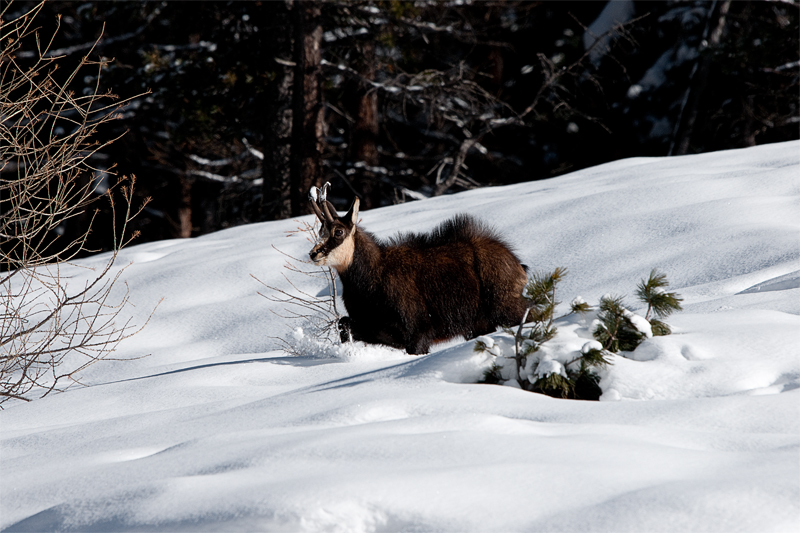 in neve fresca